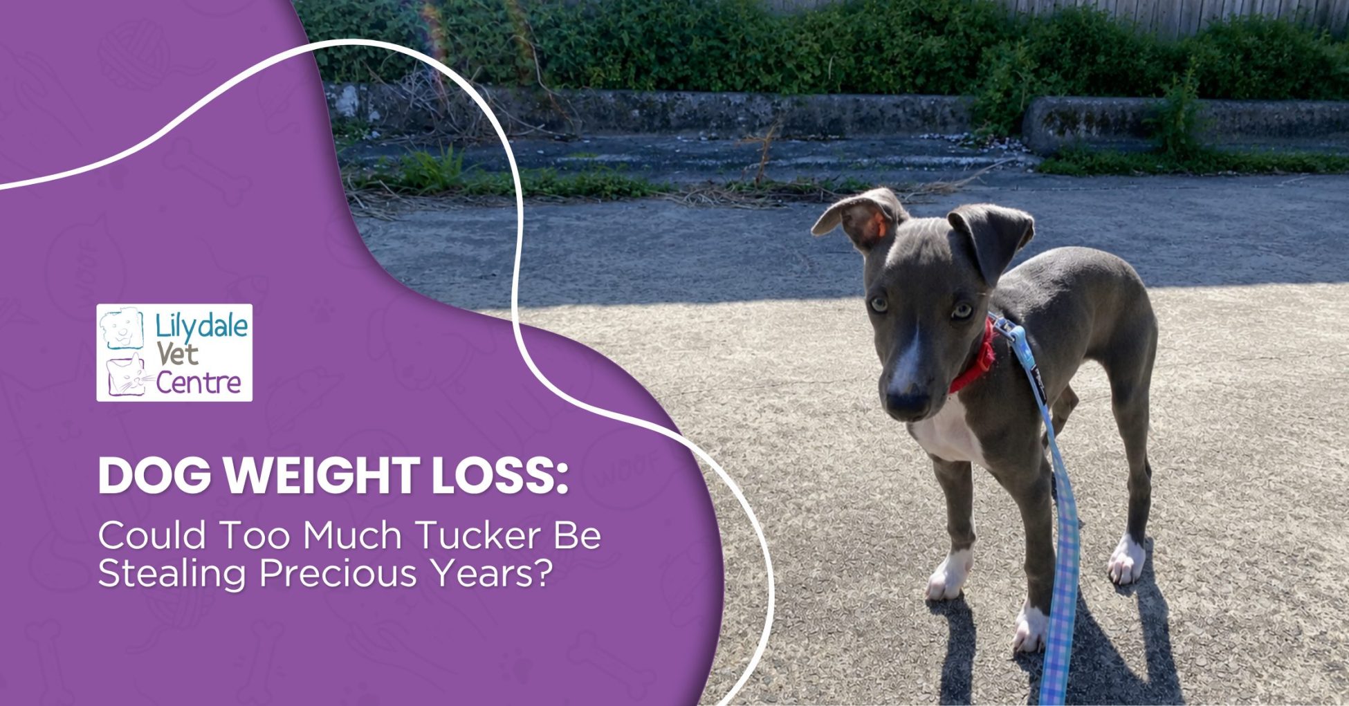 Dog Weight Loss: Could Too Much Tucker Be Stealing Precious Years? 1 | Lilydale Vet | Veterinary Care | Image Lilydale Blog Dog Weight Loss Could Too Much Tucker Be Stealing Precious Years Header | Lilydale Vet | Veterinary Care | Image