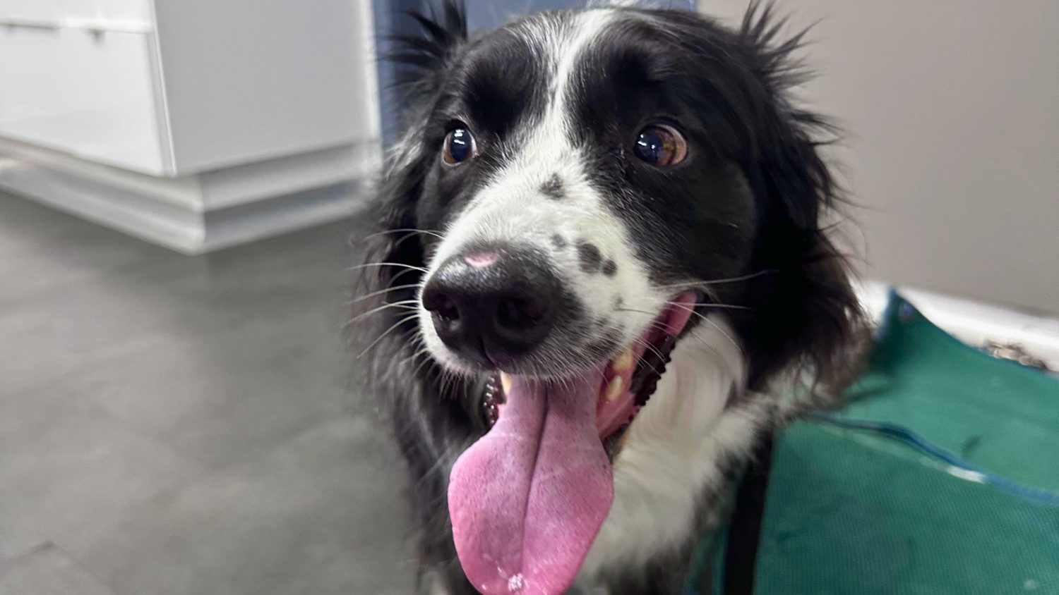 Pet Arthritis: They’ll Never Tell You They’re In Pain—But They’ll Show You 2 | Lilydale Vet | Veterinary Care | Image Lilydale Vet Centre Blog Blog Why Your Pet Wont Tell You It Hurts Copy 1 | Lilydale Vet | Veterinary Care | Image