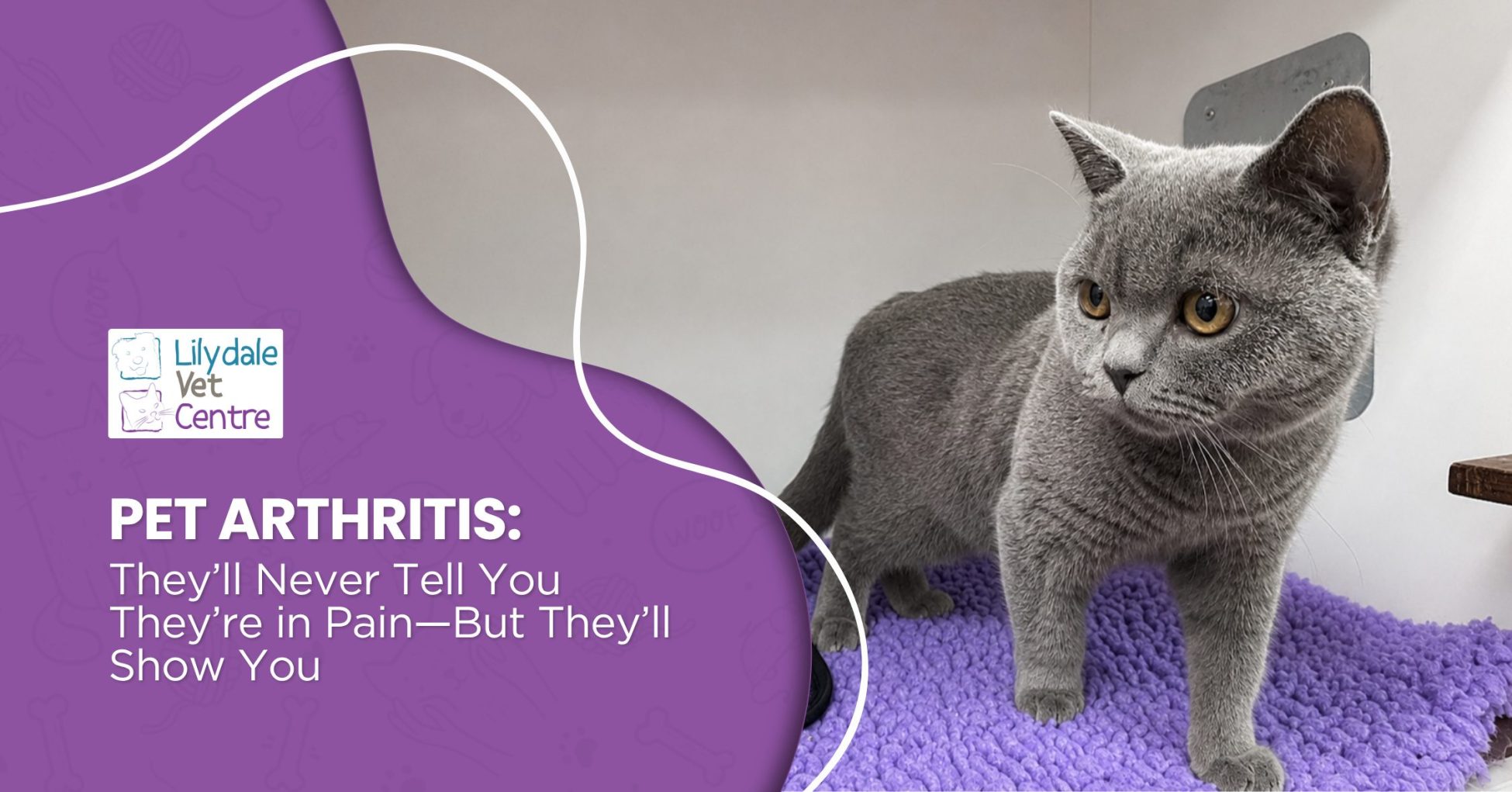 Pet Arthritis: They’ll Never Tell You They’re In Pain—But They’ll Show You 1 | Lilydale Vet | Veterinary Care | Image Lilydale-Vet-Centre-Blog-Blog-Why-Your-Pet-Wont-Tell-You-It-Hurts-Copy-Header