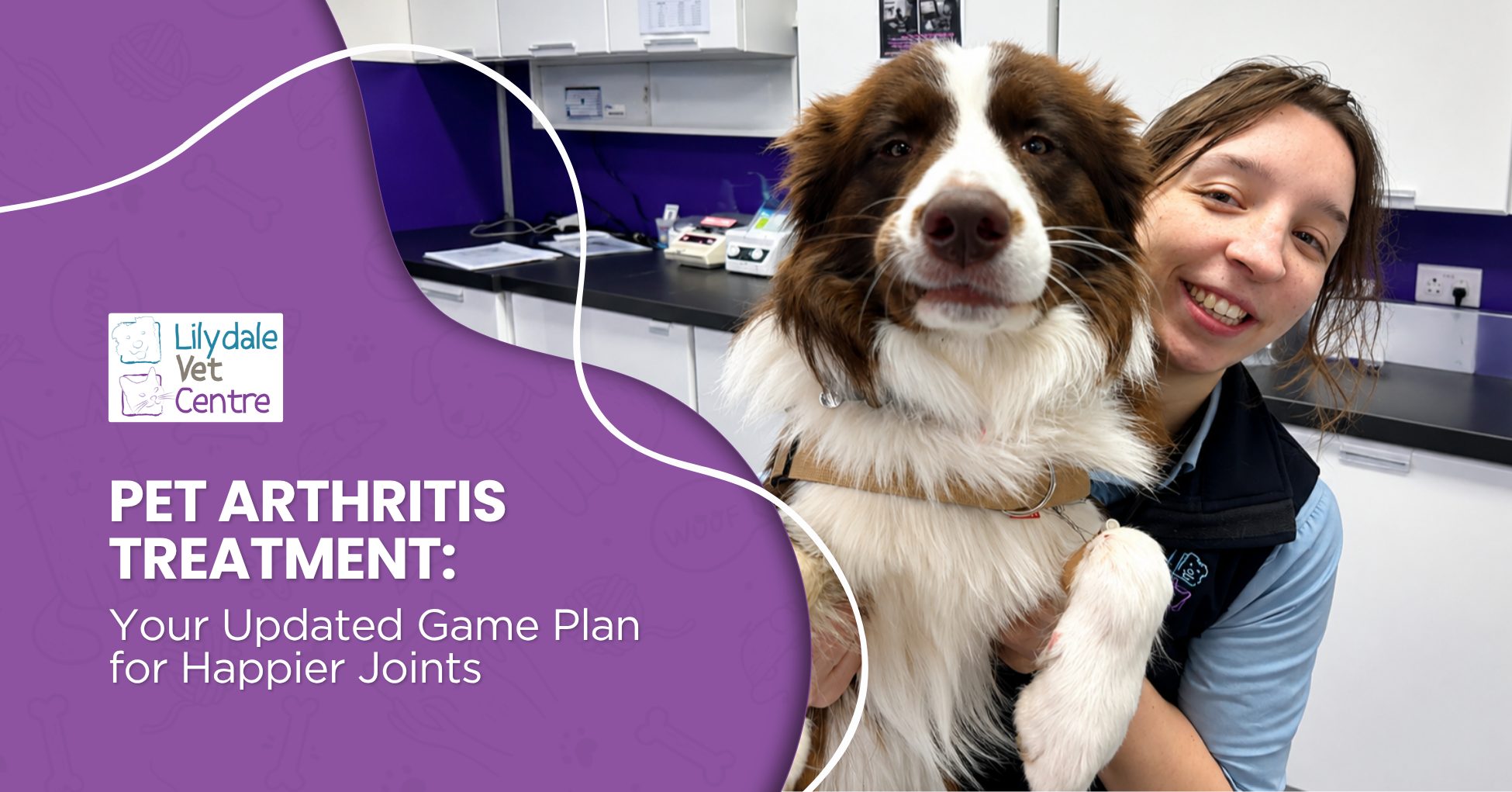 Pet Arthritis Treatment: Your Updated Game Plan For Happier Joints 1 | Lilydale Vet | Veterinary Care | Image Discover Compassionate Pet Arthritis Treatment At Lilydale Vet Centre. Learn How A Personalised Plan Can Ease Pain, Improve Mobility, And Protect Joints For Longer.