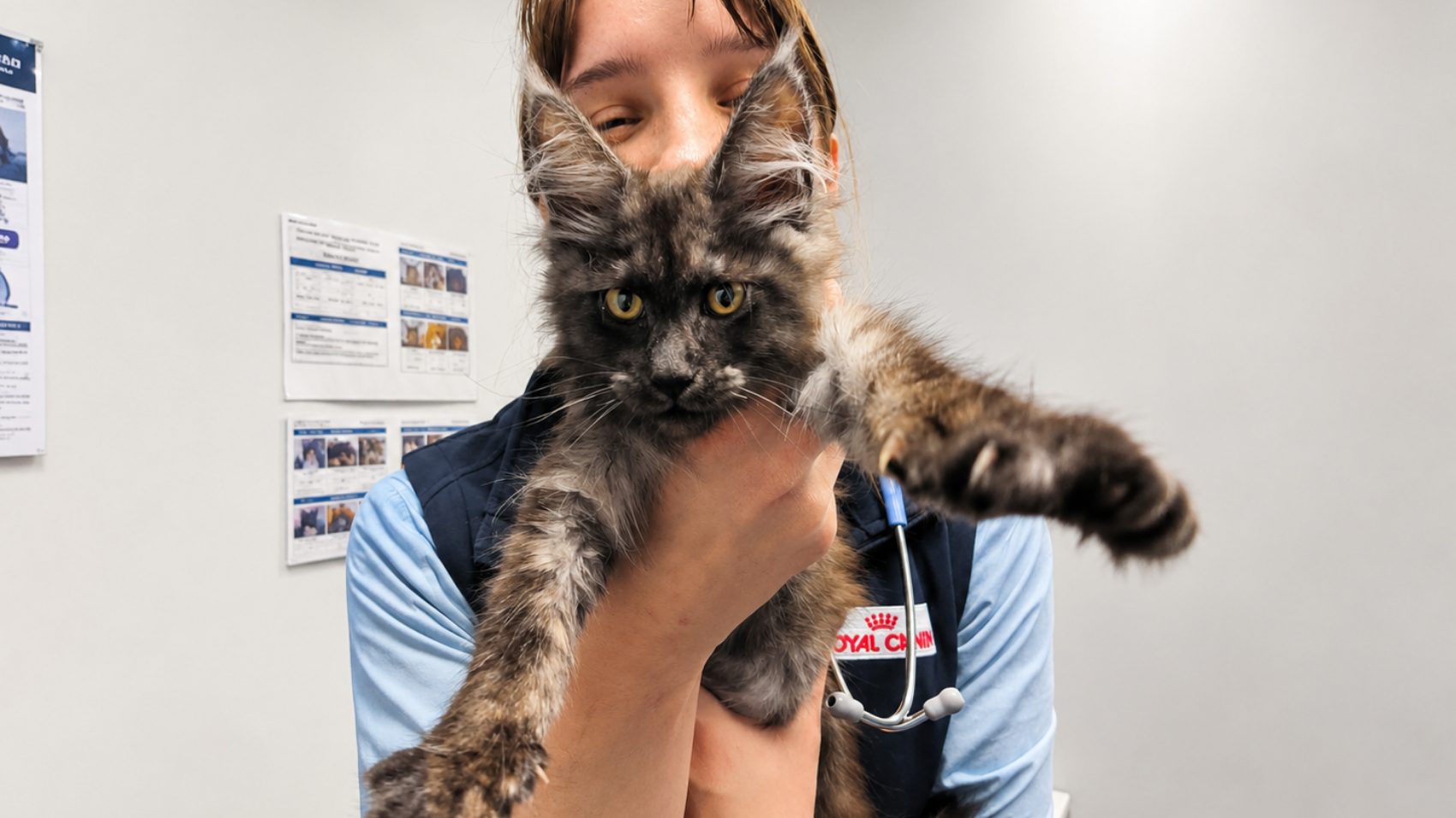 Pet Arthritis Treatment: Your Updated Game Plan For Happier Joints 2 | Lilydale Vet | Veterinary Care | Image Veterinarian Gently Examining An Older Cat With Arthritis, Discussing Personalised Pet Arthritis Treatment To Improve Comfort, Protect Joints, And Support Long-Term Mobility.