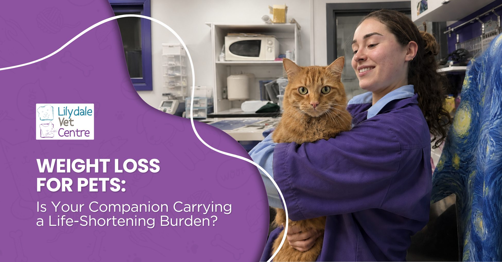 Weight Loss For Pets: Is Your Companion Carrying A Life-Shortening Burden? 1 | Lilydale Vet | Veterinary Care | Image Senior Dog Standing On Scales During A Pet Weight Loss Check While A Lilydale Vet Centre Team Member Provides Personalised Nutrition Guidance.