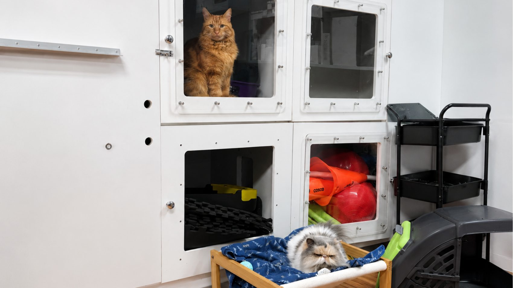 Weight Loss For Pets: Is Your Companion Carrying A Life-Shortening Burden? 3 | Lilydale Vet | Veterinary Care | Image Healthy Cats Enjoying A Fibre-Rich Meal With Cooked Zucchini As Part Of A Safe, Vet-Guided Pet Weight Loss And Nutrition Programme.