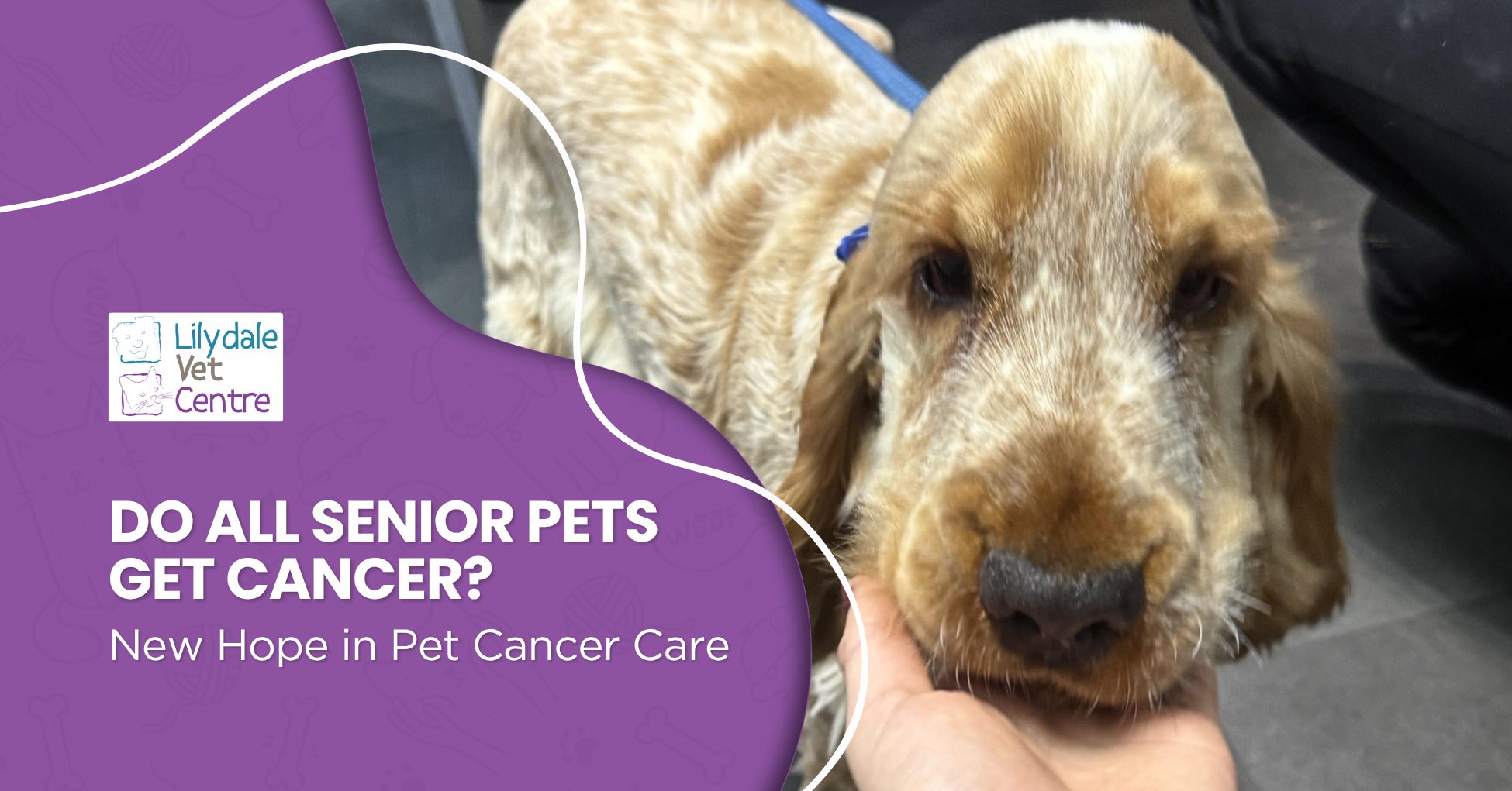 Do All Senior Pets Get Cancer? New Hope In Pet Cancer Care 1 | Lilydale Vet | Veterinary Care | Image Senior Dog Receiving A Gentle Veterinary Health Check As A Vet Looks For Early Changes That May Help Detect Cancer And Other Age-Related Conditions.