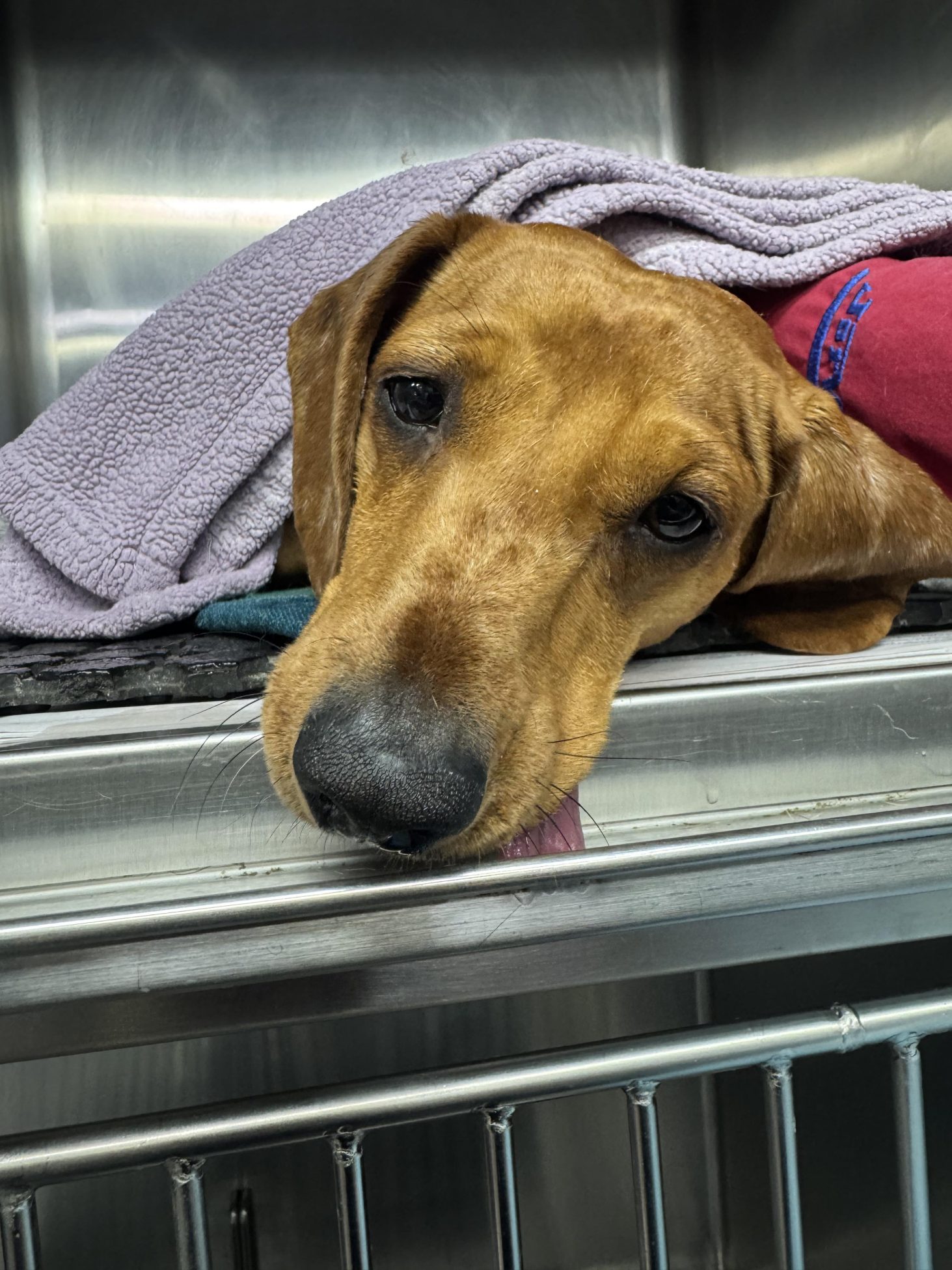 Do All Senior Pets Get Cancer? New Hope In Pet Cancer Care 3 | Lilydale Vet | Veterinary Care | Image Senior Dog Relaxing With A Pet Parent After Veterinary Care, Reflecting The Growing Focus On Comfort, Quality Of Life And Personalised Pet Cancer Treatment.