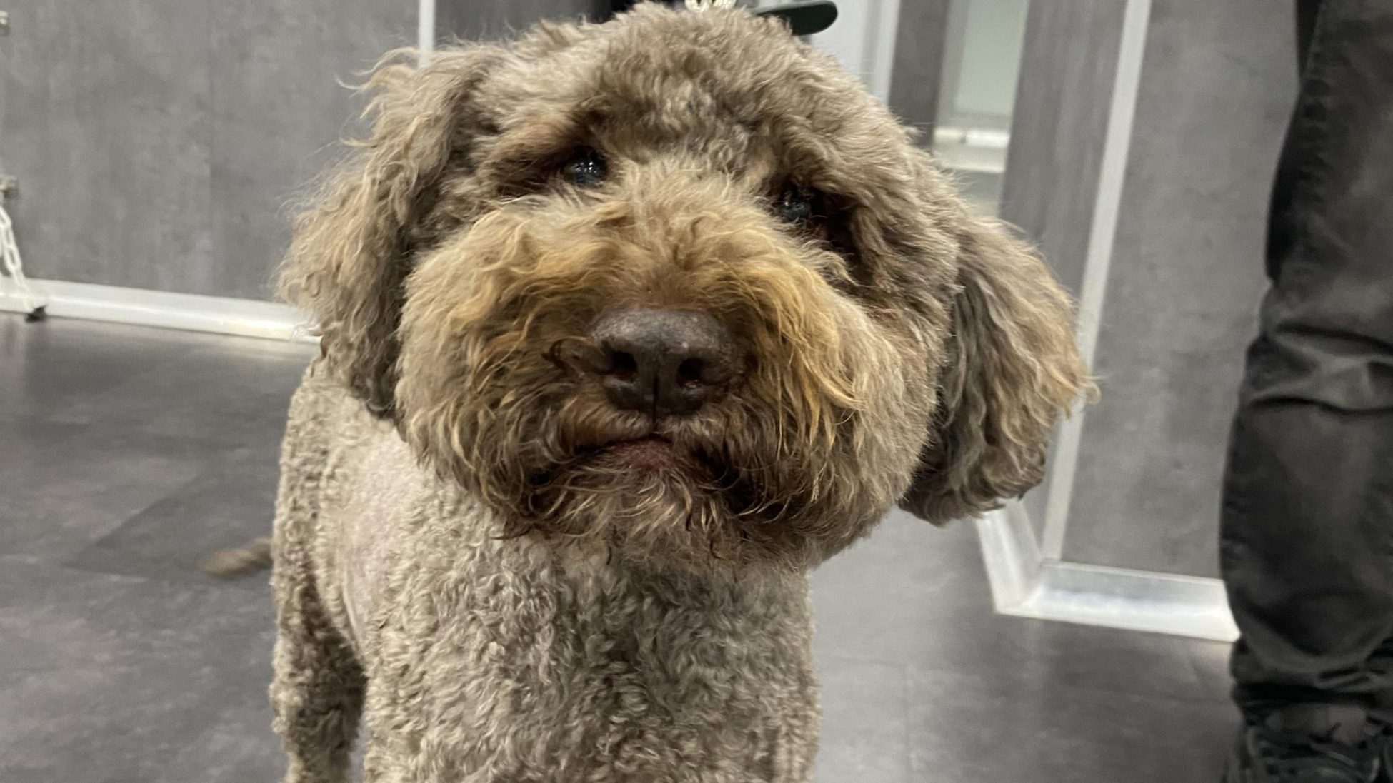 Is Your Pet Having A Senior Moment? Signs Of Cognitive Dysfunction Syndrome 2 | Lilydale Vet | Veterinary Care | Image Veterinarian Gently Examining A Senior Pet For Cognitive Dysfunction Syndrome, Helping Their Family Understand Behaviour Changes And Create A Personalised Plan For Healthier Ageing.