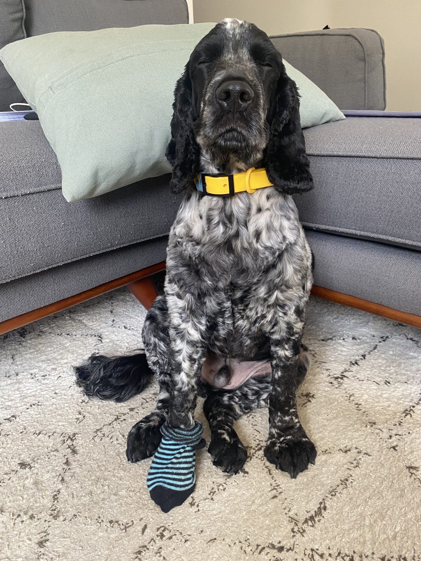Is Your Pet Having A Senior Moment? Signs Of Cognitive Dysfunction Syndrome 3 | Lilydale Vet | Veterinary Care | Image Veterinarian Gently Examining A Senior Pet For Cognitive Dysfunction Syndrome, Helping Their Family Understand Behaviour Changes And Create A Personalised Plan For Healthier Ageing.