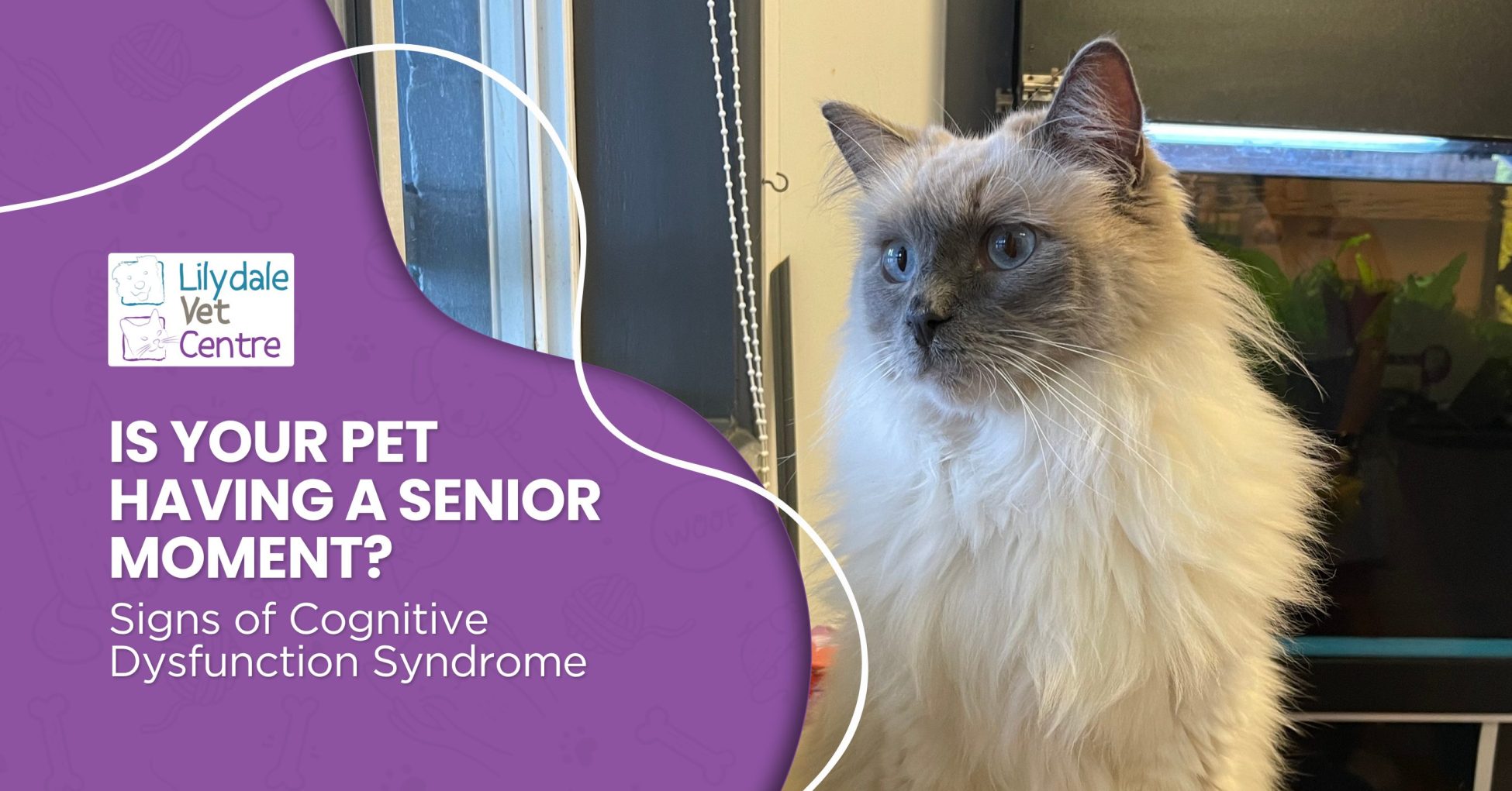 Is Your Pet Having A Senior Moment? Signs Of Cognitive Dysfunction Syndrome 1 | Lilydale Vet | Veterinary Care | Image Senior Cat Looking Alert At Home While Their Pet Parent Watches For Cognitive Dysfunction Syndrome Signs, Including Confusion, Wandering, Vocalising And Changing Social Behaviour.