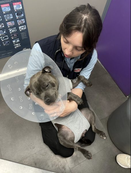 Selective Hearing, Old Age, Or Sore Ears? Spring Allergies Could Be Hiding Behind It 3 | Lilydale Vet | Veterinary Care | Image Older Dog Resting Calmly During An Ear Check As A Veterinarian Investigates Whether Hearing Changes Are Caused By Ageing Or Ear Infection.