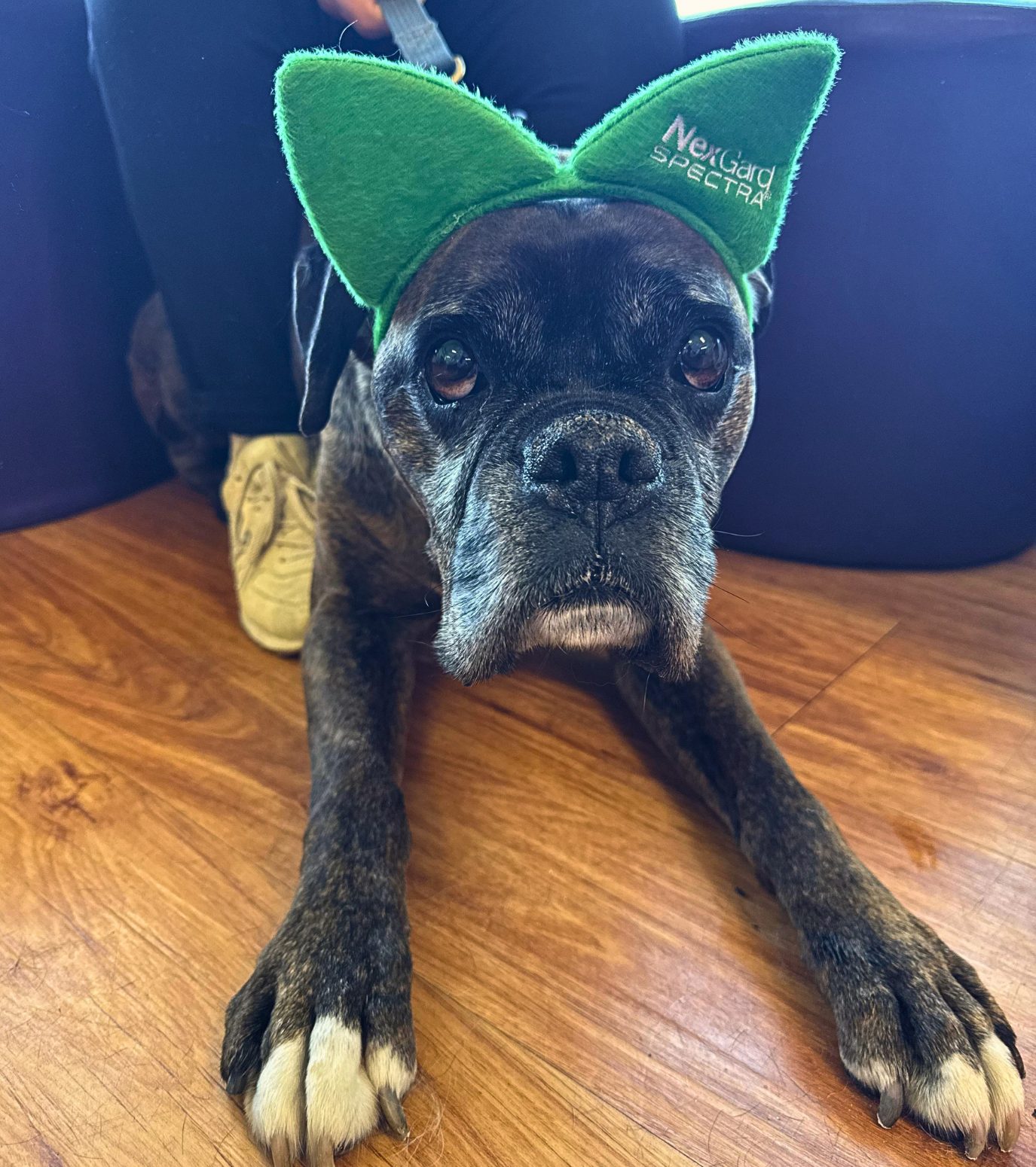 Selective Hearing, Old Age, Or Sore Ears? Spring Allergies Could Be Hiding Behind It 2 | Lilydale Vet | Veterinary Care | Image Dog Scratching A Sore Ear During Melbourne Spring, Showing Common Allergy-Related Ear Infection Signs Such As Itching, Redness And Head Shaking.