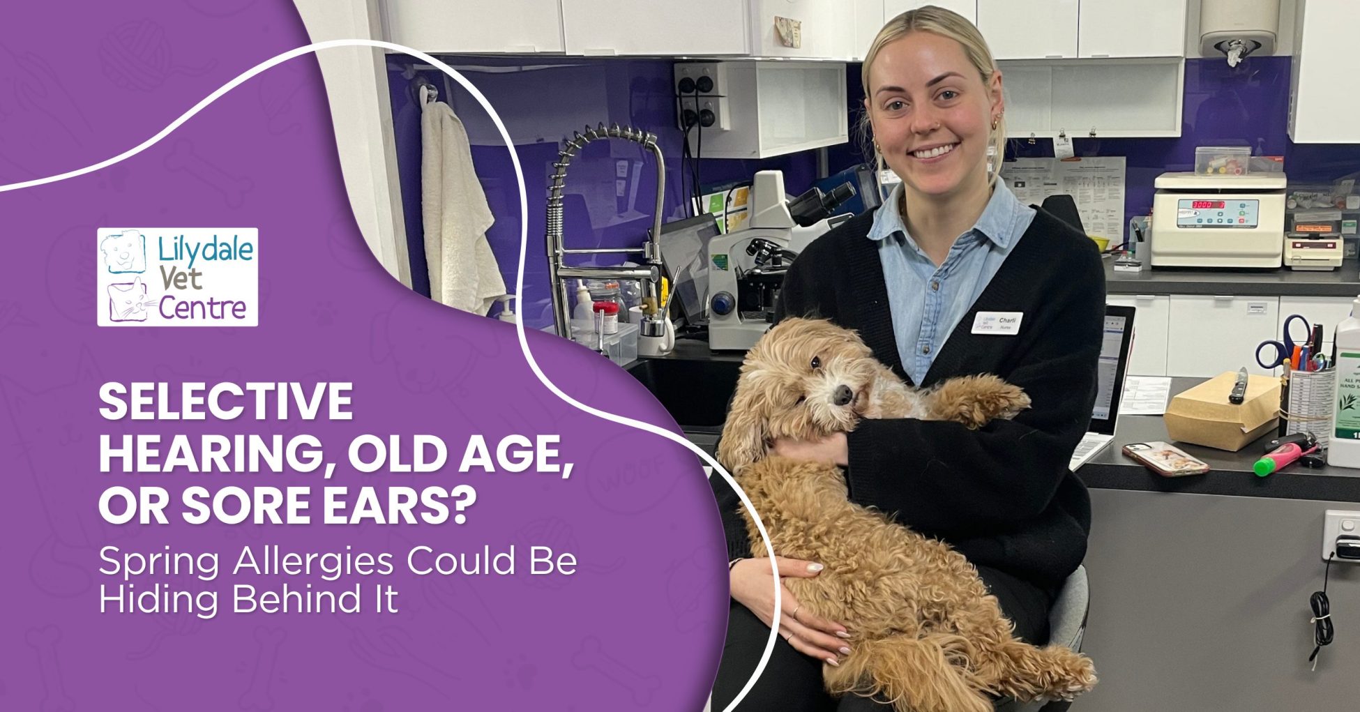 Selective Hearing, Old Age, Or Sore Ears? Spring Allergies Could Be Hiding Behind It 1 | Lilydale Vet | Veterinary Care | Image Lilydale Vet Centre Veterinarian Gently Examining A Dog’s Ear With An Otoscope To Check For Infection, Inflammation, Yeast And Allergy-Related Irritation.