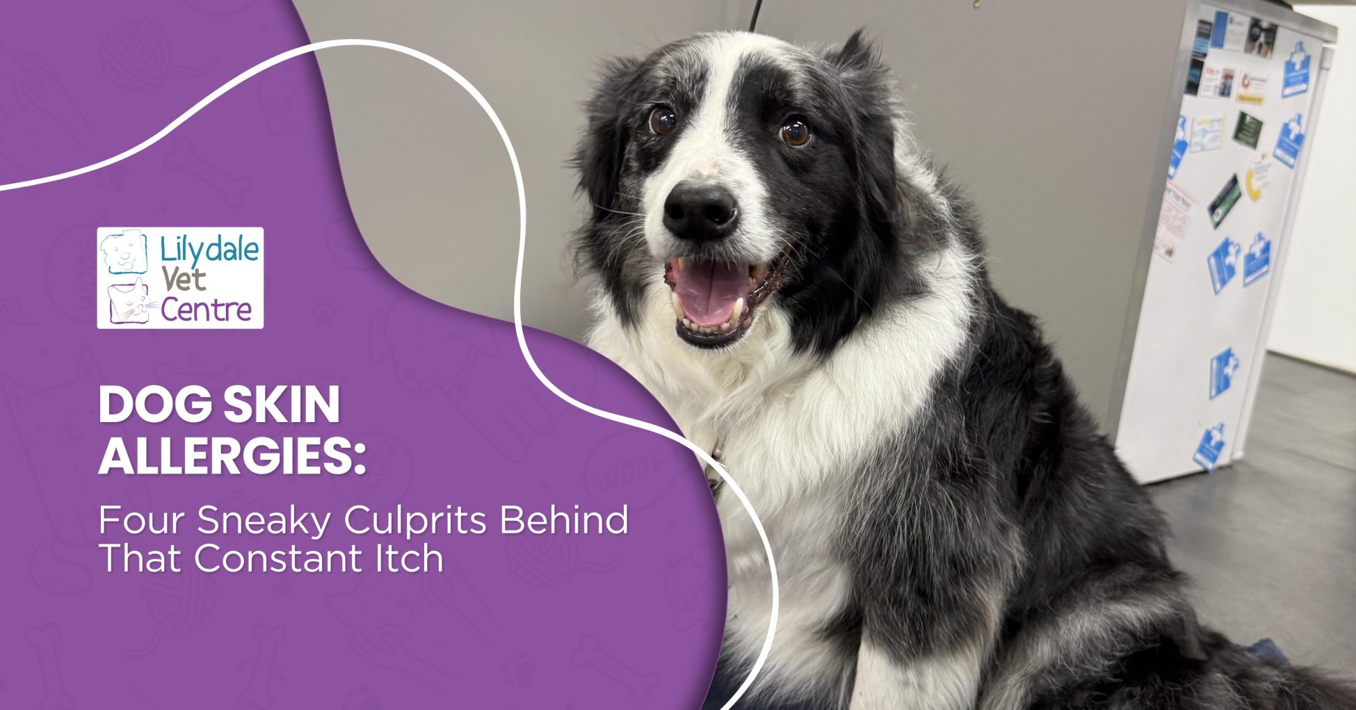 Dog Skin Allergies: Four Sneaky Culprits Behind That Constant Itch 7 | Lilydale Vet | Veterinary Care | Image An Itchy Dog Sits On The Floor And Scratches At Its Neck With A Back Paw, Showing How Dog Skin Allergies Can Cause Sore, Red Skin.