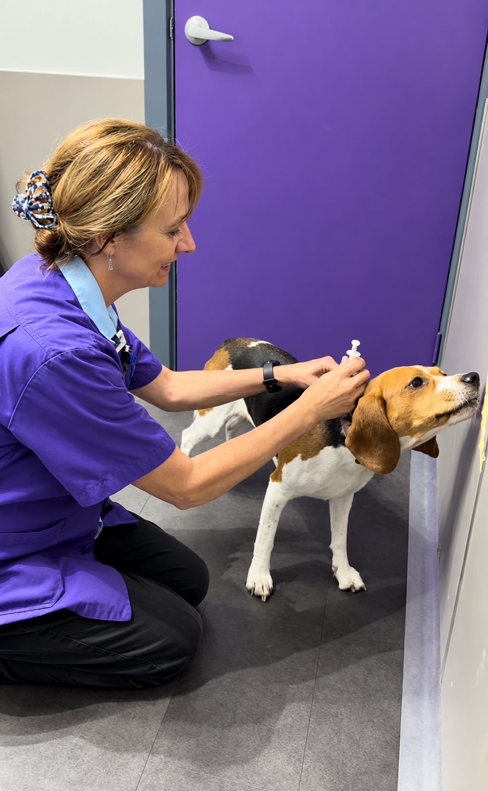 Dog Skin Allergies: Four Sneaky Culprits Behind That Constant Itch 9 | Lilydale Vet | Veterinary Care | Image A Vet At Lilydale Vet Centre Gently Checks A Dog'S Skin And Paws For Redness And Irritation During A Skin Allergy Visit To Help Find The Cause Of Itching.