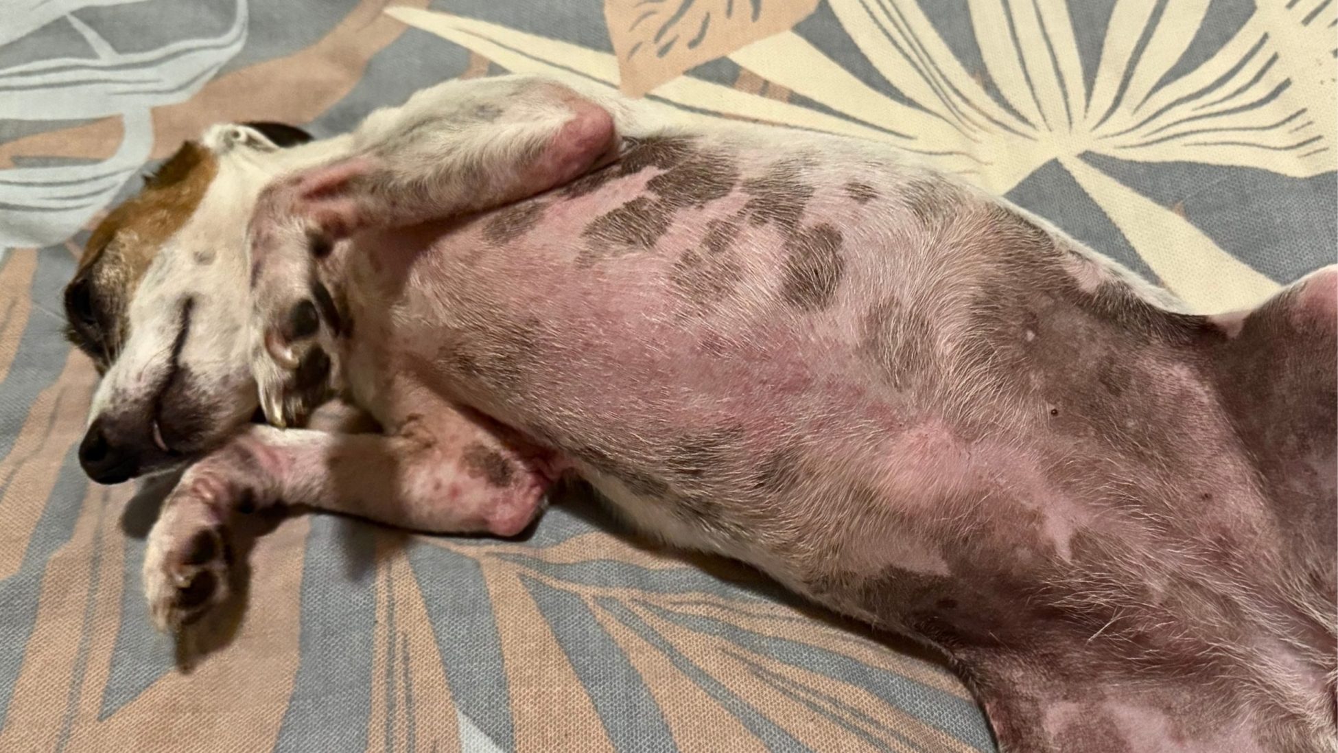 Dog Skin Allergies: Four Sneaky Culprits Behind That Constant Itch 8 | Lilydale Vet | Veterinary Care | Image A Small Dog Sits On A Soft Bed And Licks Its Front Paws, A Common Sign Of Itchy Skin That May Be Linked To Dog Allergies.