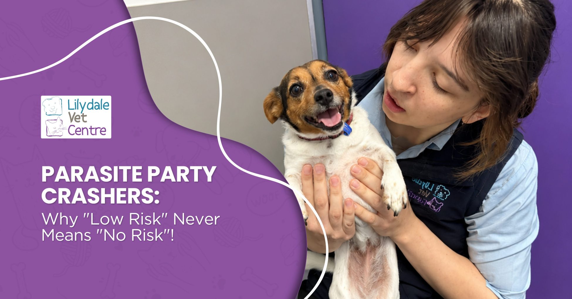 Parasite Party Crashers: Why &Quot;Low Risk&Quot; Never Means &Quot;No Risk&Quot;! 1 | Lilydale Vet | Veterinary Care | Image A Kind Vet Checks A Pet Dog For Fleas As Its Pet Parent Looks On, Helping The Family Plan Easy Parasite Care For A Happy Pet.