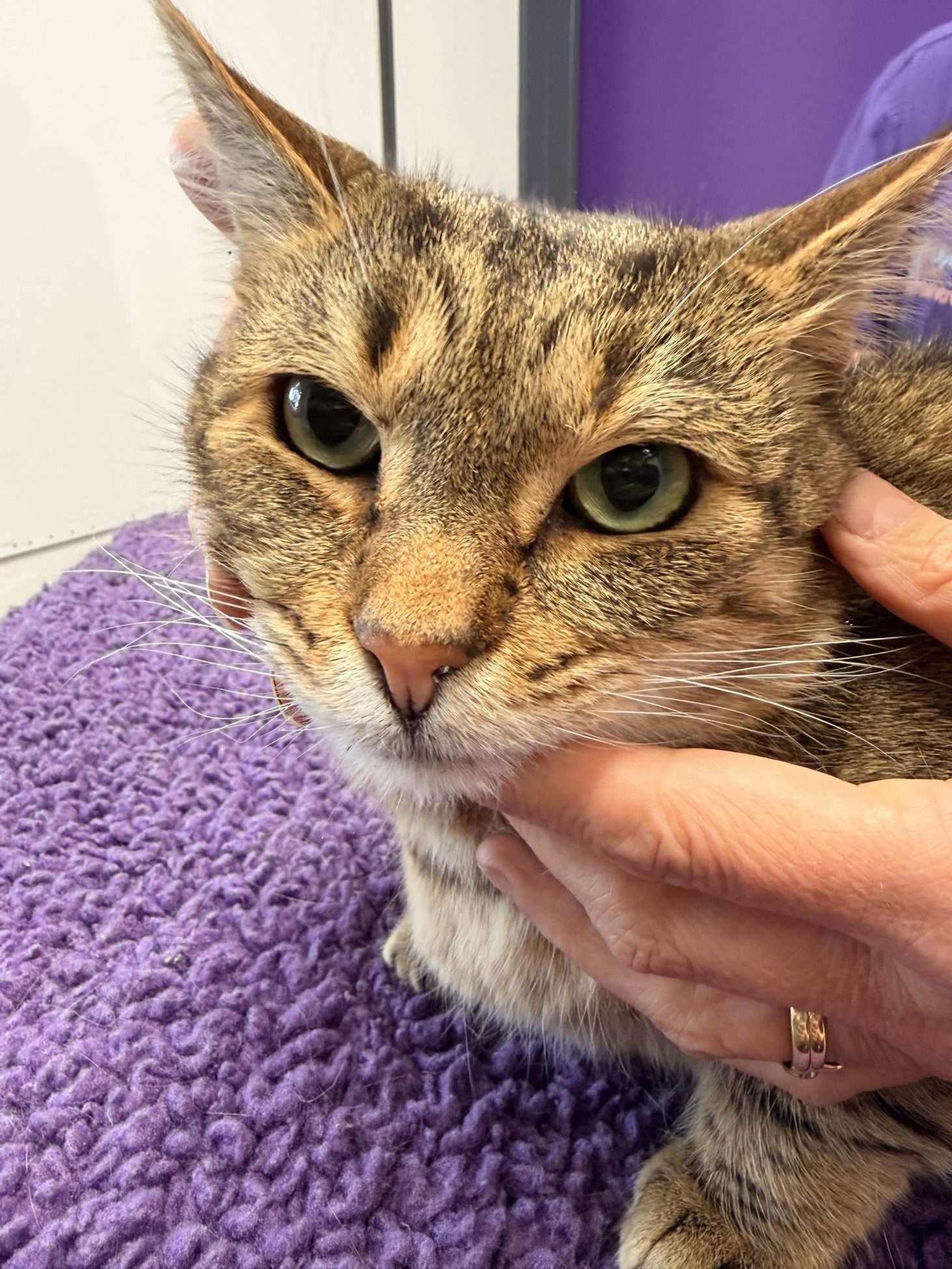 Parasite Party Crashers: Why &Quot;Low Risk&Quot; Never Means &Quot;No Risk&Quot;! 3 | Lilydale Vet | Veterinary Care | Image An Indoor Cat Naps On A Cosy Couch, Showing That Even Pets Who Stay At Home Can Still Meet Fleas And Need Good Parasite Care.