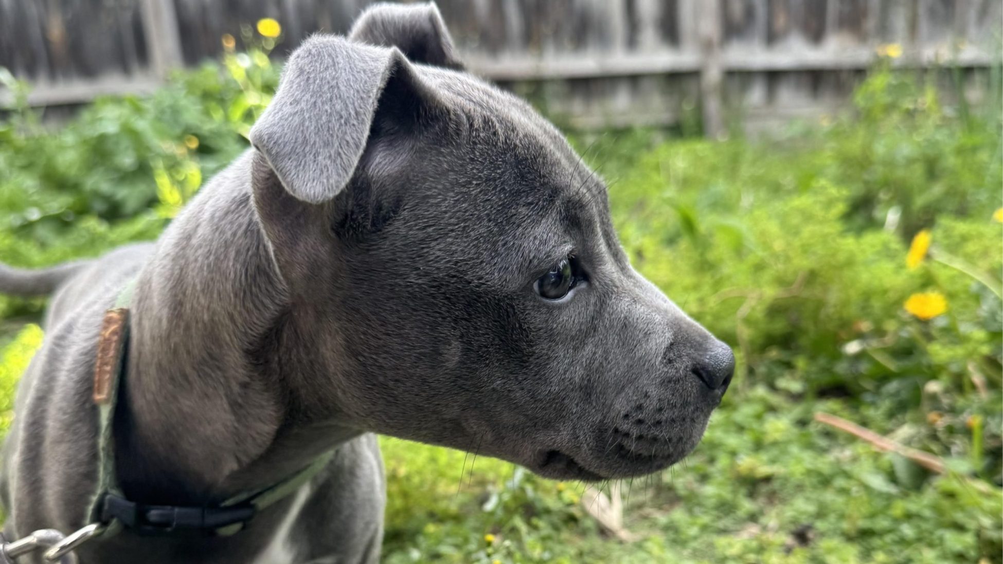 Parasite Party Crashers: Why &Quot;Low Risk&Quot; Never Means &Quot;No Risk&Quot;! 2 | Lilydale Vet | Veterinary Care | Image A Tan Pit Bull Sniffs Grass In Its Yard, Where Fleas May Lurk After Other Pets Visit, So Good Parasite Care Can Help Keep Dogs Happy.